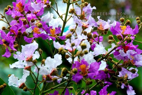 Lagerstroemia floribunda | Crepe Myrtle
