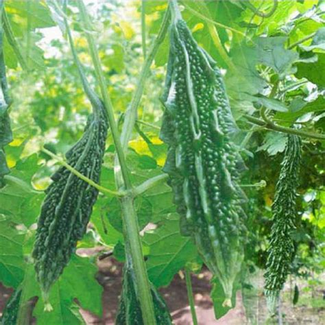 Bittergourd " Chu-Chu 415 " Exotic 10 Vegetable Seeds – Floral Treasure
