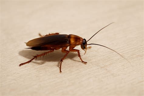Do Cockroaches Bite? What You Should Know About the Risks