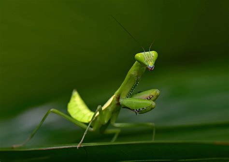 The Deadly Courtship: Why Female Praying Mantises Eat Their Mates ...