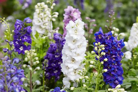 Larkspur Flowers: Meaning, Symbolism, and Proper Occasions - A-Z Animals