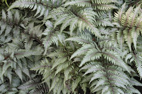 16 Silver-Foliage Plants to Brighten Your Landscape