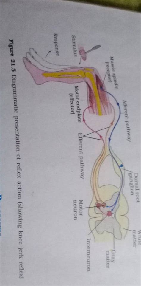 Nigure 21.5 Diagrammatic presentation of reflex action (showing knee jerk..