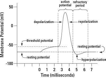 explain the transmission of nerve impulses with the help of diagram ...