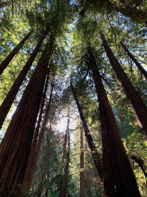 A DAY HIKING IN MUIR WOODS - Mile Marker Memories