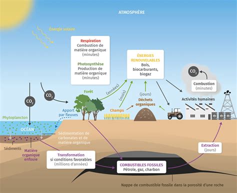 Le cycle du carbone | Lelivrescolaire.fr