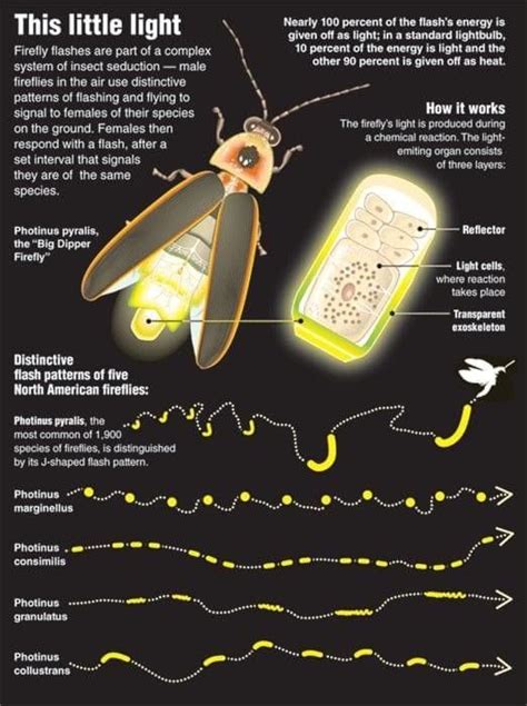 Fireflies: Why Do Fireflies Glow? | Firefly, Insects, Arthropods