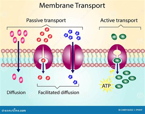 Aktiv Respektive Passiv Transport För Molekylrörelse I Cell. Vektor ...