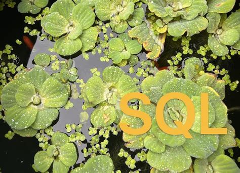 SQL Qu 的图像结果