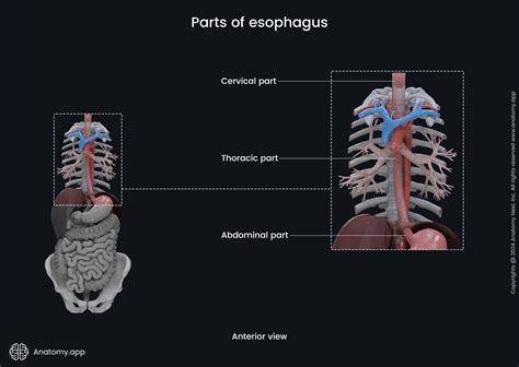 Esophagus | Anatomy.app