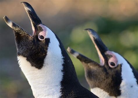 An Especially Important World Penguin Day for Africa's Best and Only