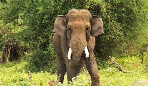 Safari in Mudumalai & Bandipur | Jungle Hut Masinagudi