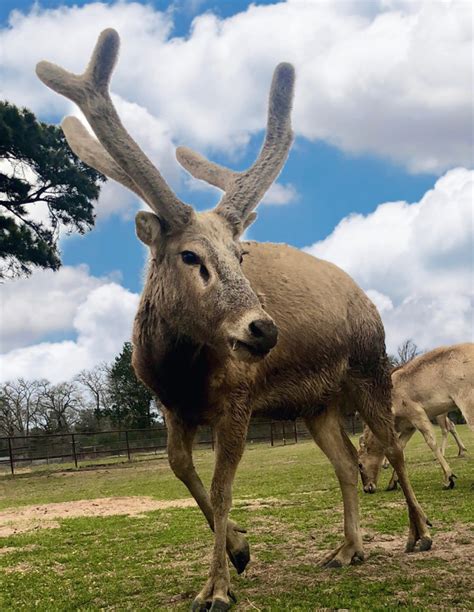 Pere David's Deer - Valkyrie Ranch