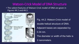 DNA Modell 的图像结果