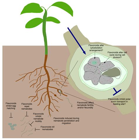 Functions of Flavonoids in Plant–Nematode Interactions
