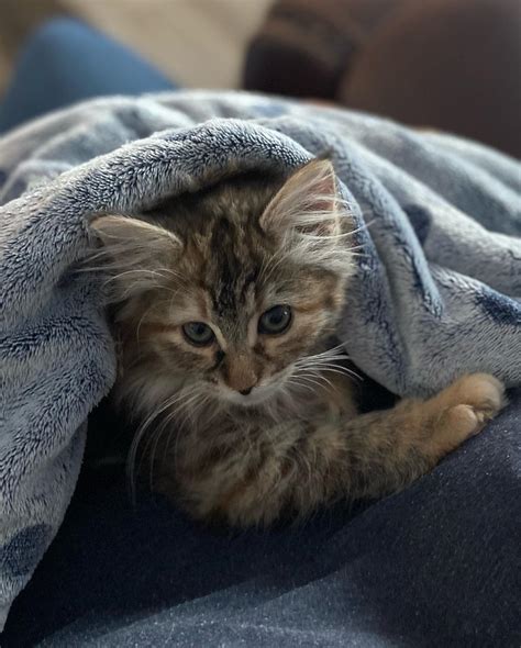 Volunteer – HUMANE SOCIETY OF NELSON COUNTY