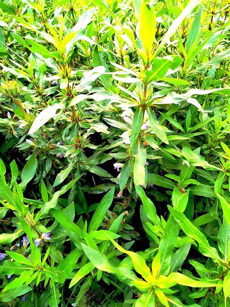 Greenwise Kulekhara Plant | Medicinal Plant | Gokulakanta/Hygrophila ...