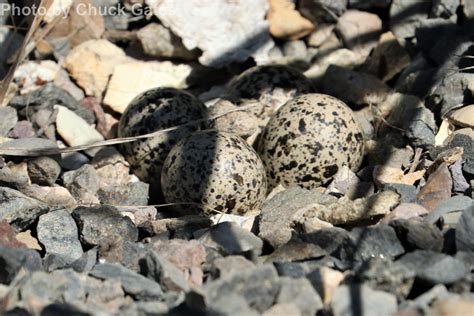Killdeer - East Cascades Bird Alliance
