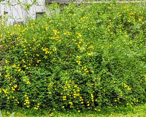 Texas Bush With Yellow Flowers