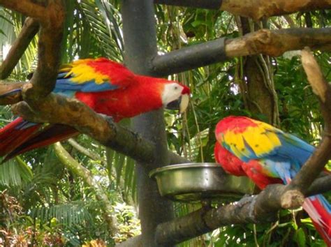 Zoo Ave, alajuela, Costa Rica - Top Attractions, Things to Do ...