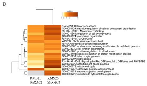 Role of Rac1 in p53-Related Proliferation and Drug Sensitivity in ...