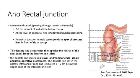 Surgical Anatomy Of Rectum - anatomy of rectum