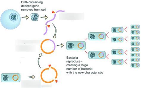 Genetic Engineering Process 的图像结果