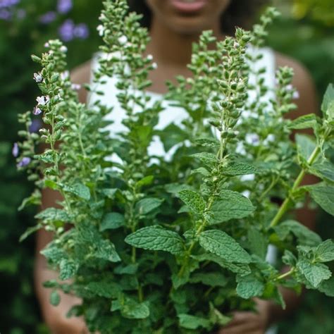 Lemon Balm Medicinal Seeds – Heritage Apothecary