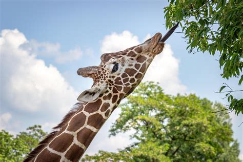 Giraffe Eating Tree Leaves