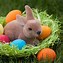 Image result for Baby Bunny Nest