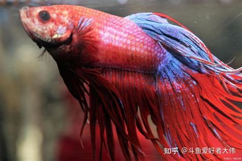 斗鱼什么礼物最多最新素材