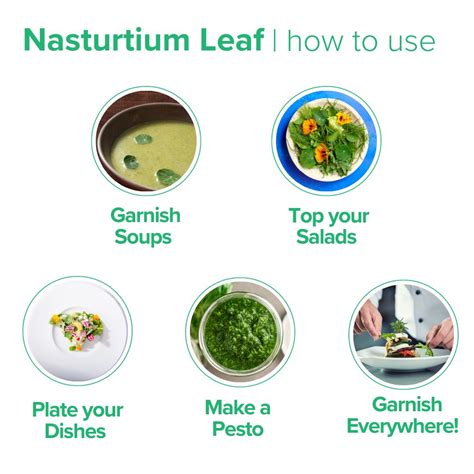 Nasturtium Leaves – Oligo