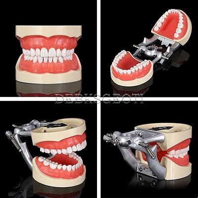 DEBKSGEOTI Dental Model Typodont 32 Teeth Fit for Kilgore India | Ubuy