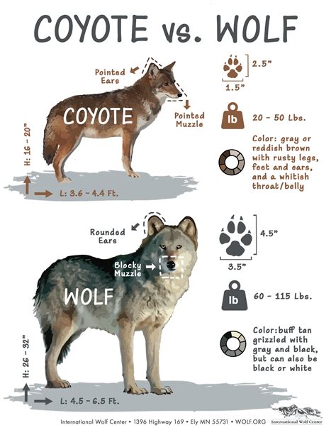 Was that a wolf? | International Wolf Center