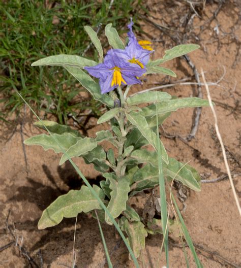 Solanum elaeagnifolium (Silverleaf nightshade)