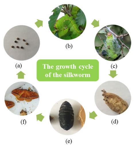 Anisotropic Microstructure and Performance Characterization of Wild ...