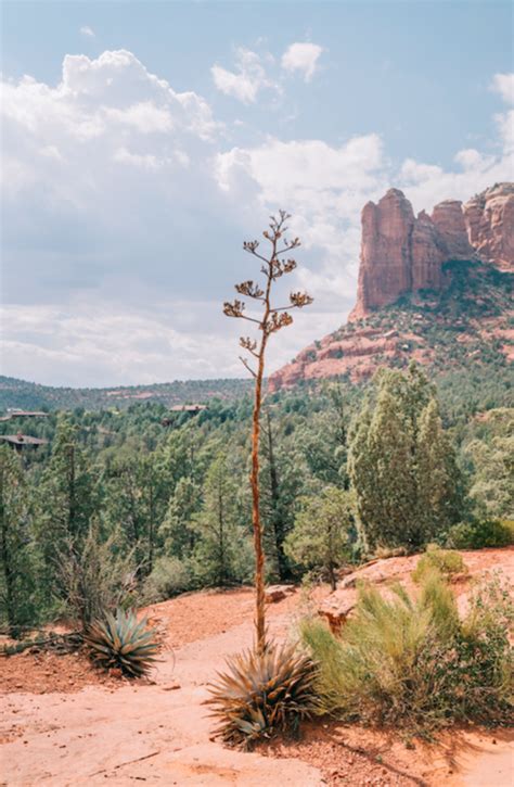 Plants that Live in the Desert | Twinkl Teaching Wiki