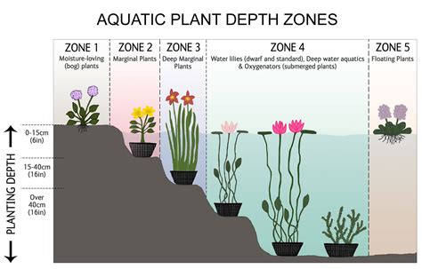 Zones For Pond Plants at Lea Blackburn blog