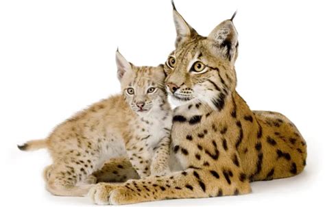 Wallpaper cat, family, pair, white background, kitty, lynx for mobile ...