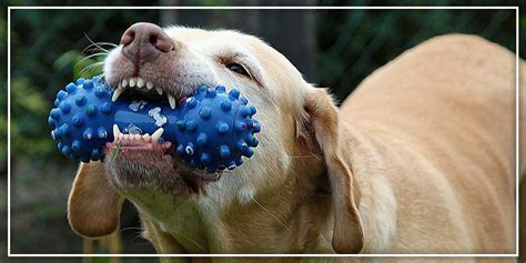A guide to choosing safe chew toys for dogs – Pawsindia