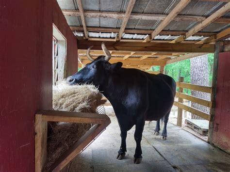 Yellow River Wildlife Sanctuary, Lilburn, GA: Information, Tickets and ...