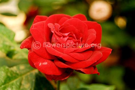 Rose varieties with names gallery-1