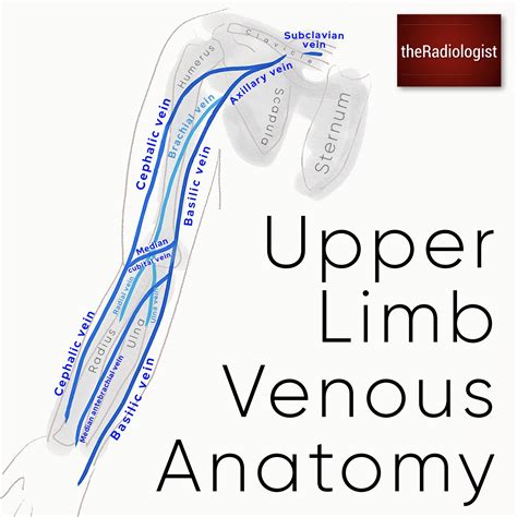 Upper Limb Veins Anatomy