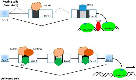 The Role of Alternative Splicing in the Control of Immune Homeostasis ...