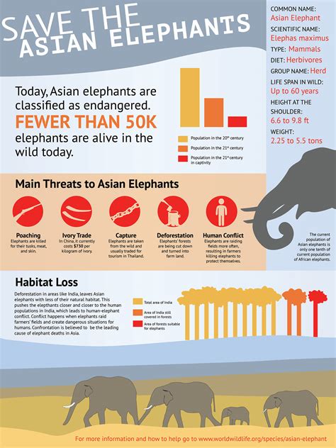 Asian Elephants Infographic | Behance