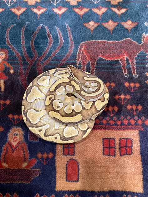 Image result for Butter Ball Python Morph