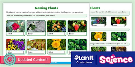 iPDF: Science: Plants: Y1 Home Learning Task: Naming Plants