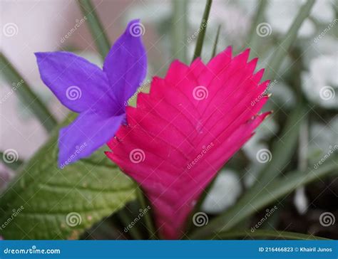 Pink Quill Plant with a Blue Flower from Bromeliad Family Stock Image - Image of garden, petal ...