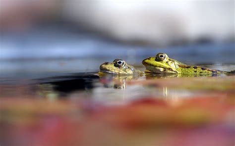 Frogs Pond Nature Photography Free Stock Photo - Public Domain Pictures