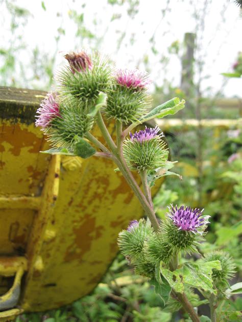 Bildergebnis für burdock plant